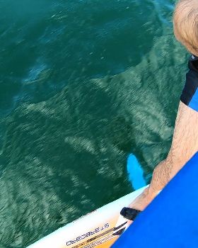 Kyeemagh windsurfing and foiling