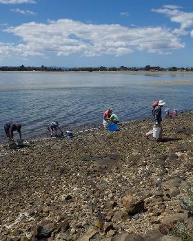 Oyster Clean Up