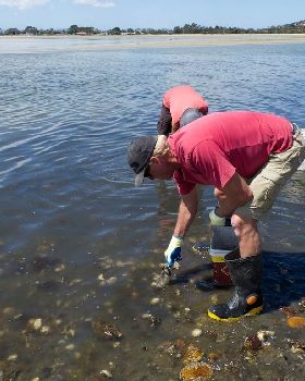 Oyster Clean Up