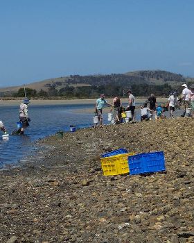 Oyster Clean Up