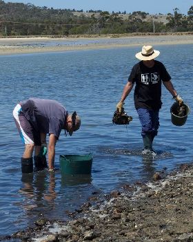 Oyster Clean Up