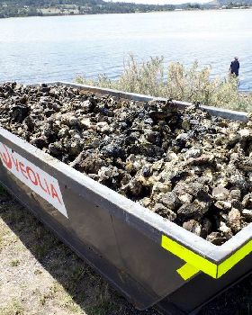 Oyster Clean Up