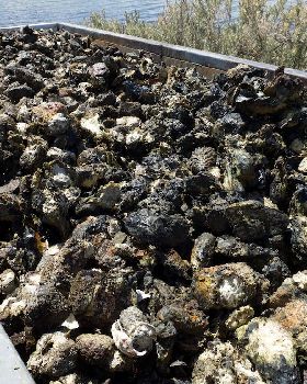 Oyster Clean Up