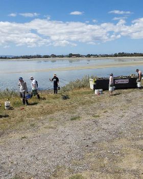 Oyster Clean Up