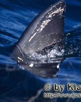 A-Great-White-Shark-Carcharodon-carchariasright-beneath-the-water