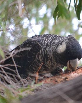 searching for grubs