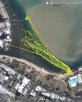 Cotton Tree