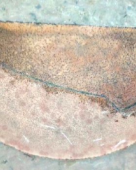 end grain palm fin 1st stage