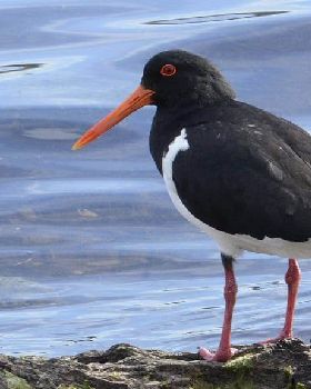 shorebird