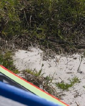 Snake in The Grass At Boggy
