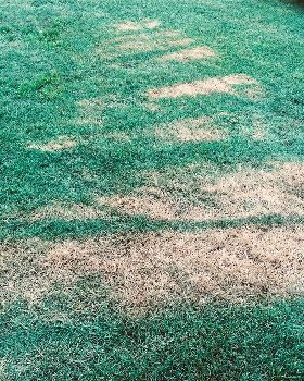 Toasted grass
