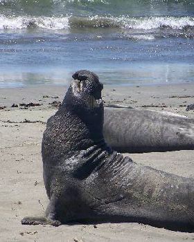 elephant-seals