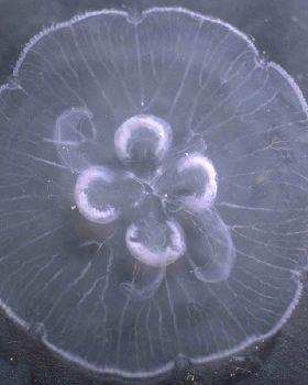 Moon Jelly