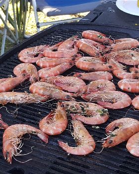 prawns