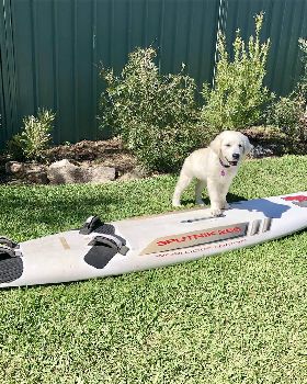 Windsurfing