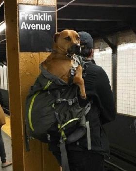subwaydog1