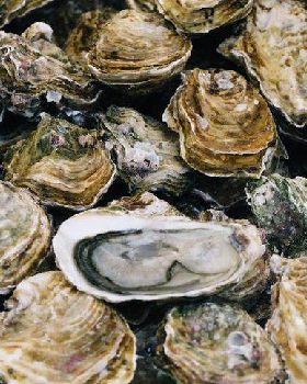 Oysters int