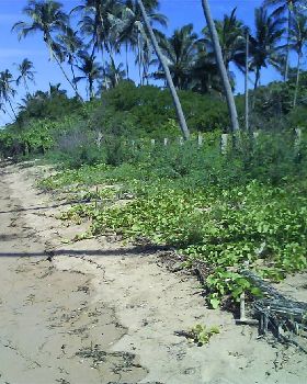 the chosen beachfront