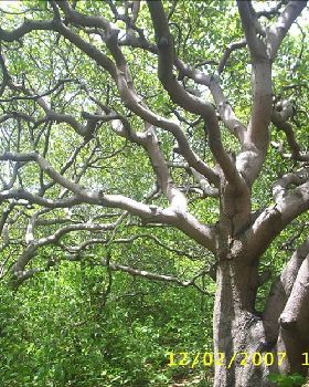 the export product cashew-tree