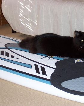 Oscar The Windsurfing Cat