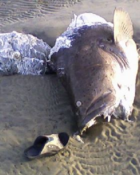 Front beach Bowen