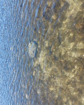 Lake Illawarra Plug