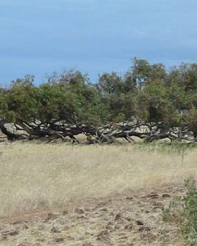 Horizontal tree 