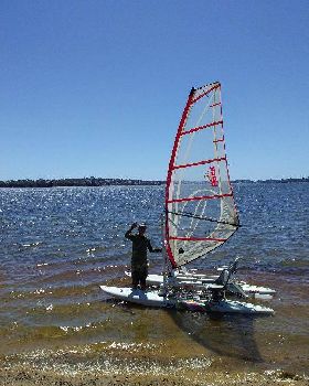 Wind Surf cat