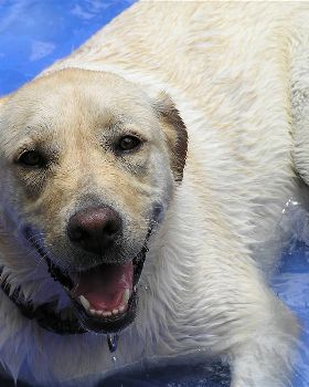 Stoli the Gold Lab