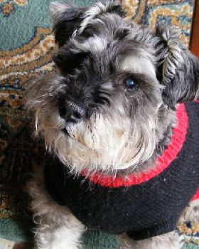 Max, see windsurfing dogs rule thread