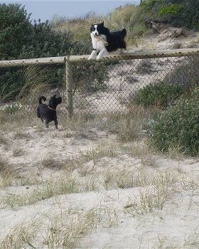 Wilbur getting air over Banjo