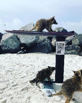 Trash Pandas