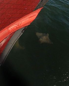 stingrays