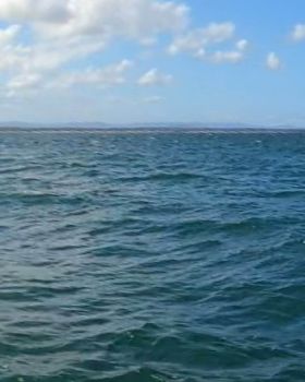 Dolphin