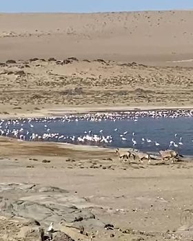 oryx and flamingoes