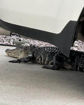 gator 2