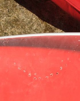 Shark Bite 