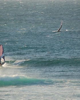 whale wave
