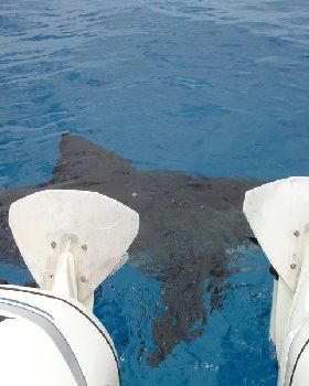 Great white