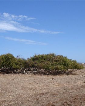 Windy trees