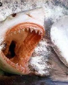 SharkAttack