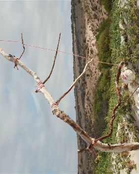 quite a windy day at corronation beach w.a