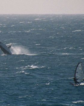 09 2007 whale watch