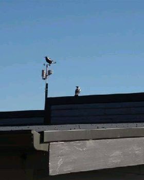 magpie