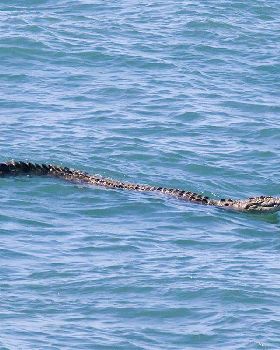 Croc off Mackay marina