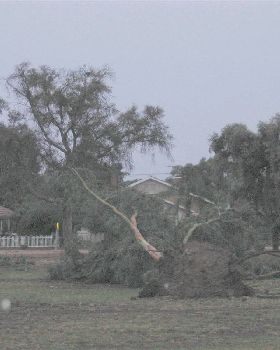 Yesterday's storm that hit Barmera 60+ knot winds and heavy rain