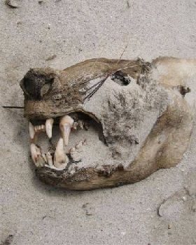 Seal Head