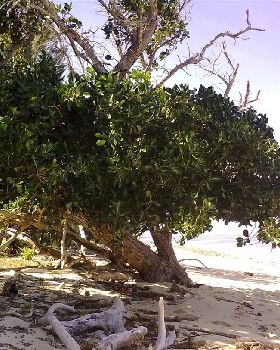 Green Island