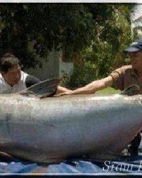 Damo and I caught this at Dorans last weekend