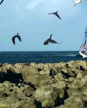 green island the past few days